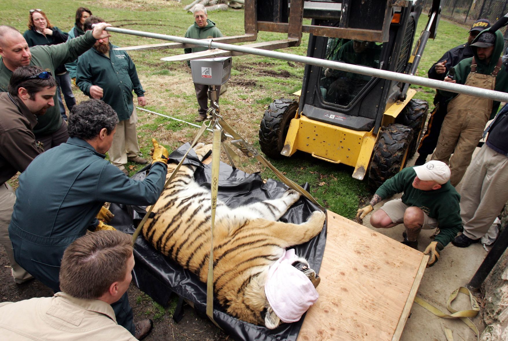Tiger Move
